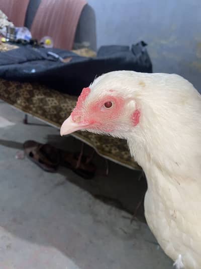 White hiraa aseeel for sale