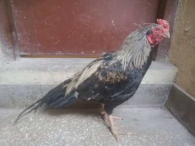 Amroha mirathi miyawali pure ASEEL khalis aseel