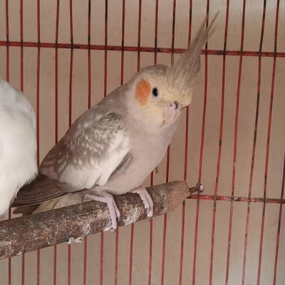 Cockatiel Breeder pair and Lovebird breeder pair