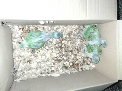 Raw Pahari baby healthy and active jubo size home breed