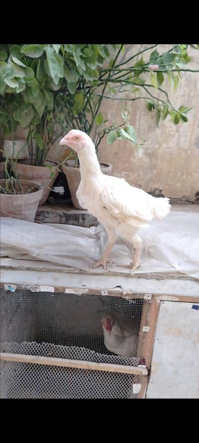 miya wali punjab breed