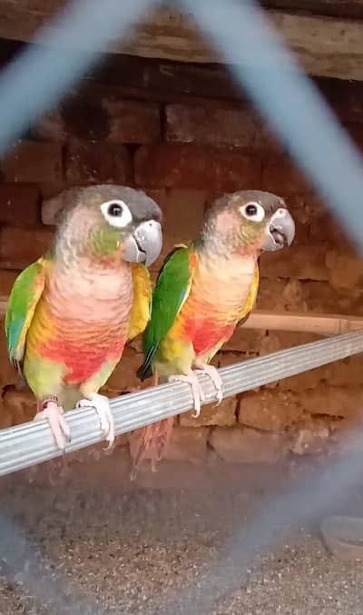 yellow side conur for sale