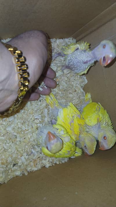parrot chicks parrot baby for hand tamed
