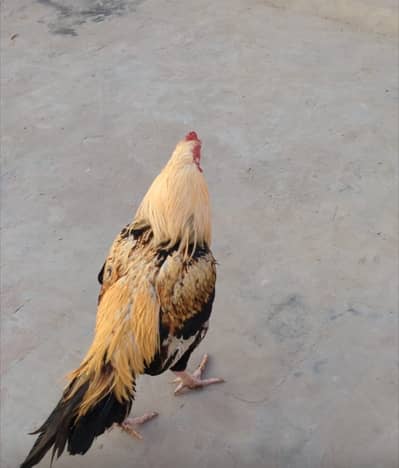 Aseel murga for sale