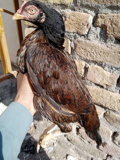 PURE ASEEL BREED KYLI BILKUL READY