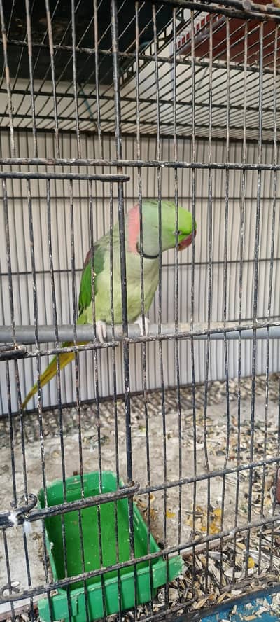 kashmiri raw parrot male