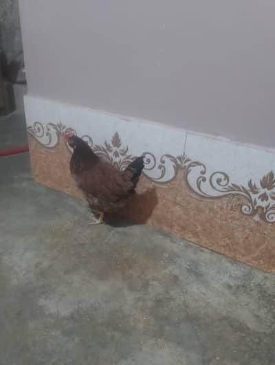 ande wali misri morgi sale Karne 03242909202  call is num p