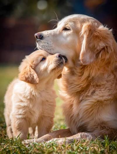 golden retriever puppies 03425655411