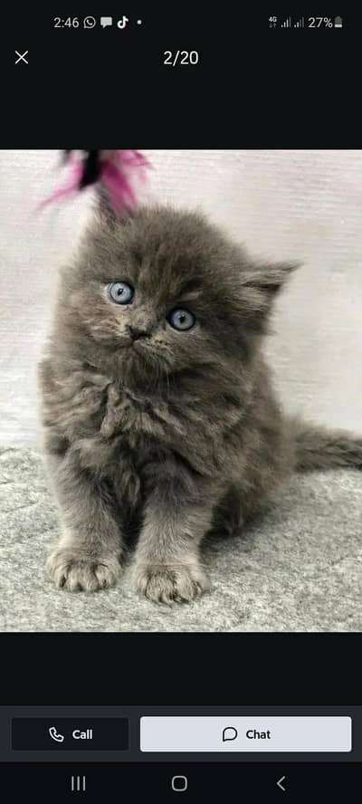 persian Cat