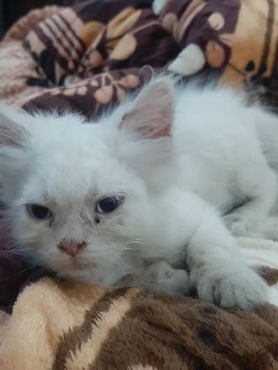 Persian white kitten