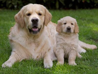 golden retriever puppies 03425655411