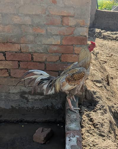 aseel Murga sweet colours