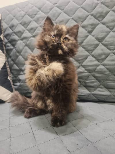 BROWISH GREY PERSSIAN KITTEN