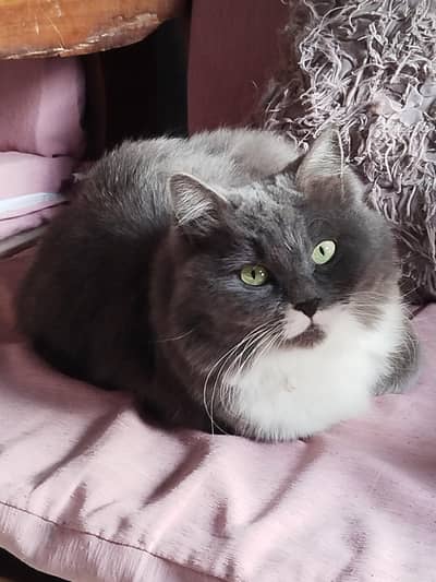 Pure Persian Male Cat for Sale