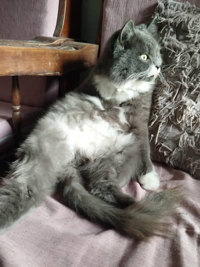 Gray Persian Male Cat