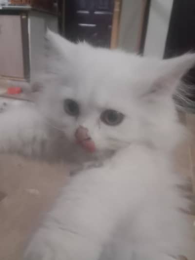 persian kitten