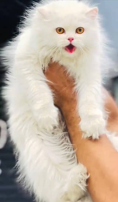 Persian cat Blue eyes vaccinated WhatsApp number03491408599