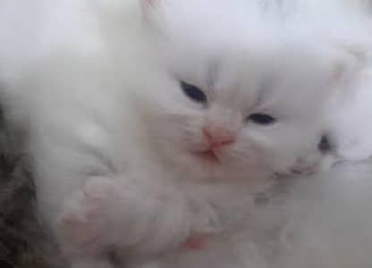23 days kitten. pure Persian tripple coat
