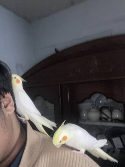 Cocktail handtame zero bitting healthy & active