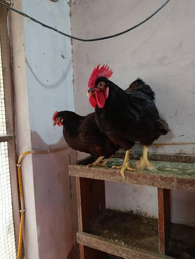 Rir Rhode Island  Red haritage pair for sale
