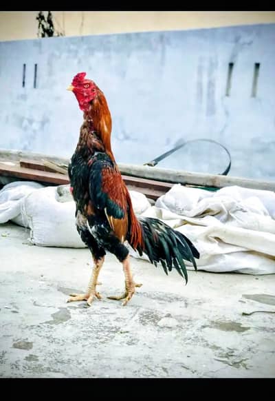 high quality bhara mora my