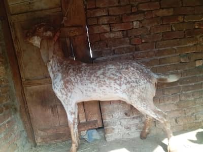 Big size makhi cheeni goat for sale