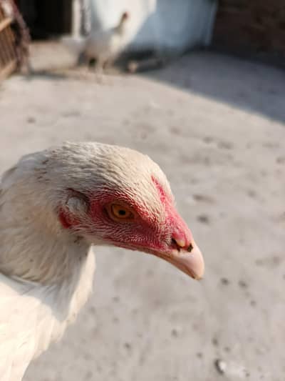 white aseel murghi for sale