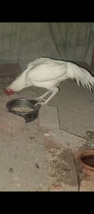 aseel hera pepper white