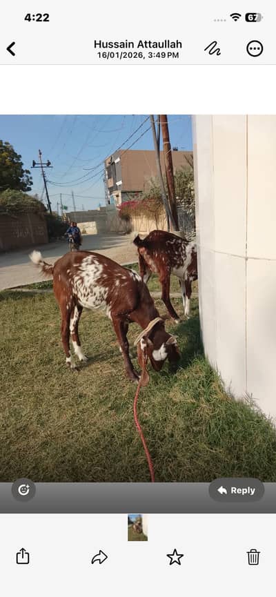 Desi nasal Kai bakray