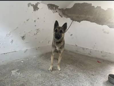 Alsatian Dog For Sale