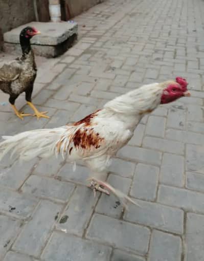 Aseel mianwali bird
