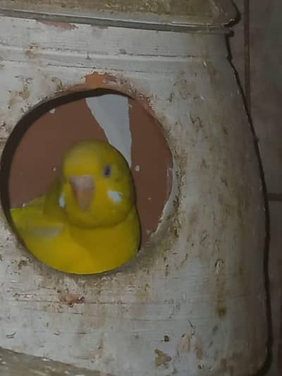 love bird red eyes breeder pair