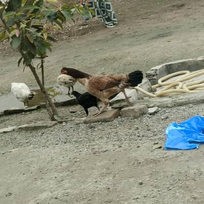 Desii Aseel Roaster Hen for sale