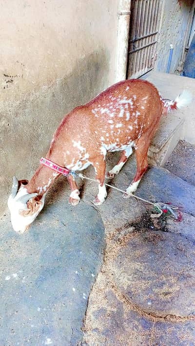 makii chini Print bakri