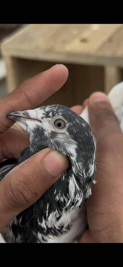 sialkoti pair for sale