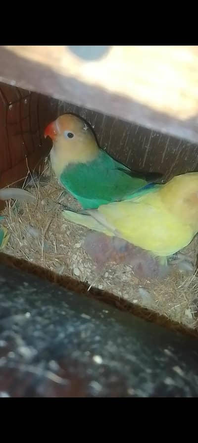 love bird with chicks sentiment pigeons with chicks 4 portion cages