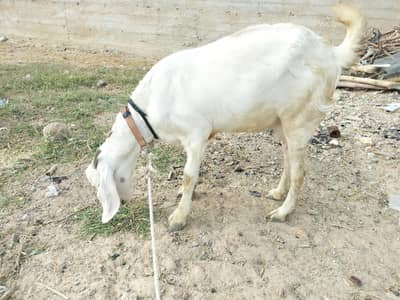RAJANPURI BAKRI
