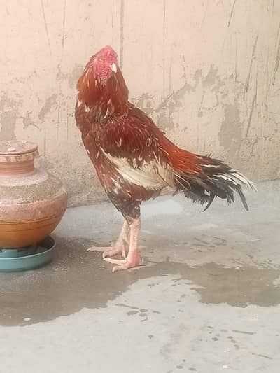 Mianwali Aseel | Pure Aseel murga | Aseel murga