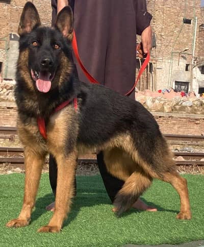 Top quality German shepherd double coat male 10 month for sale
