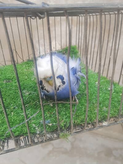 Hogoromo Male  double flower