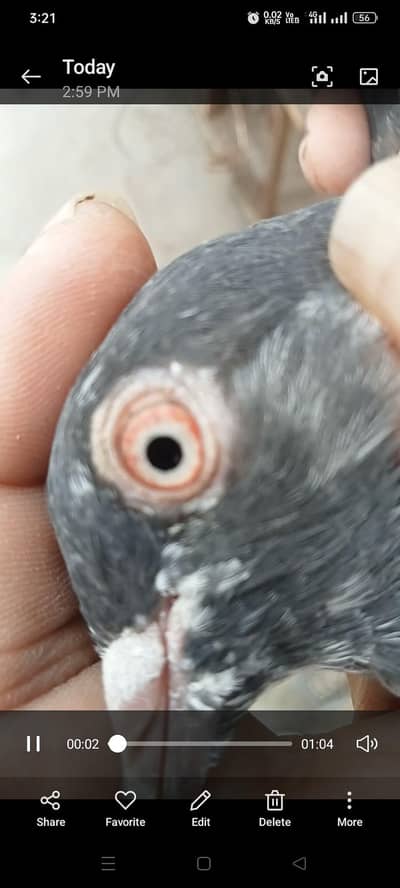 golden miya sahb waly rampuri kanto waly tadi ch sahb 0348.68. 30041