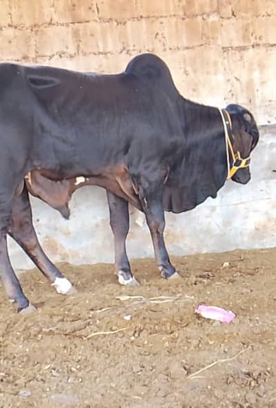 bachra for sale 2026 qurbani ( black buty )