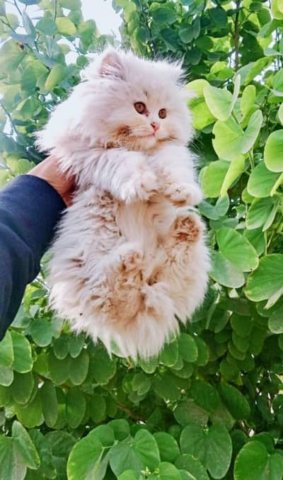 pure persian triple coat