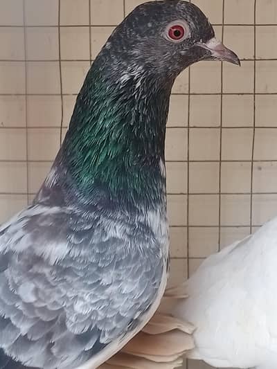 teddy ,rampori ,goldan  ,dub wala baby pigeons