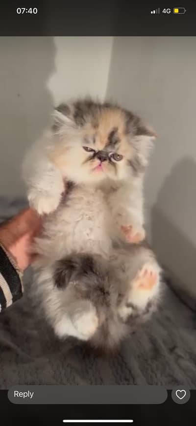 CFA bloodline Persian kitten/High quality kitten