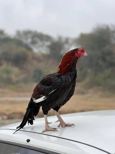 Aseel Kukar 10 by 10