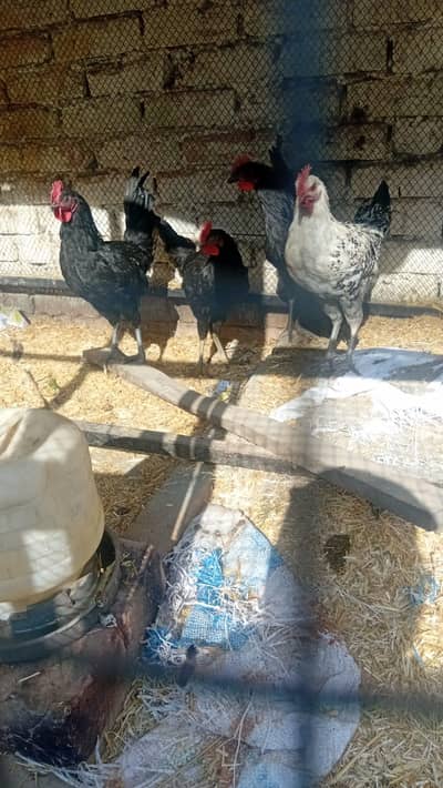 6 Male murgha for sale