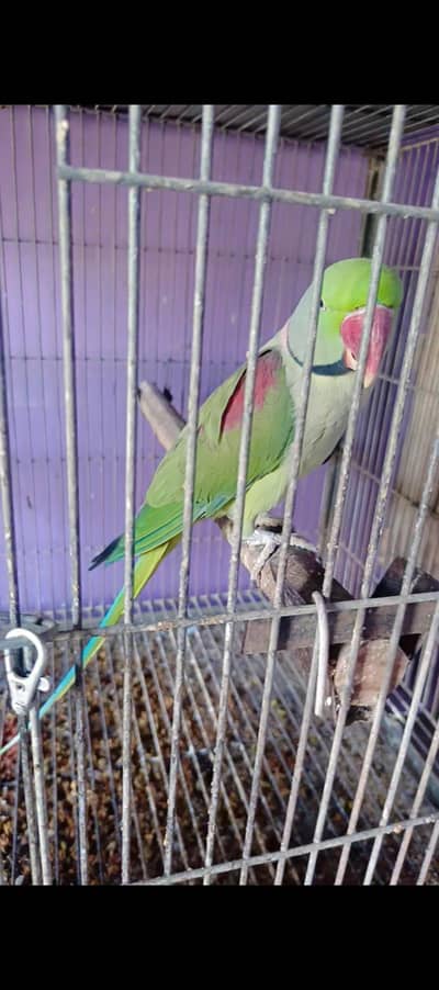 Raw Alexander talking tame bounded pair