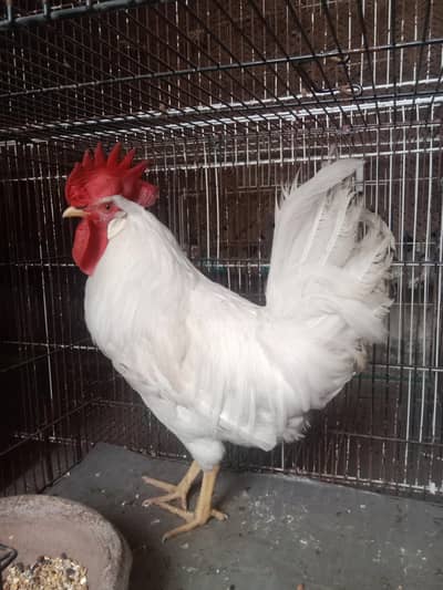 pure desi murga. 03330031118