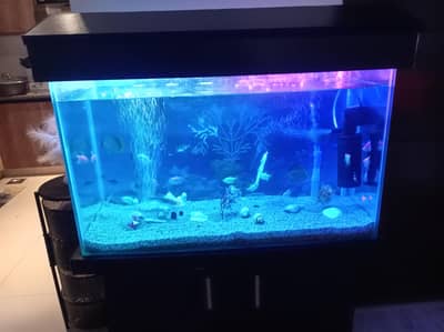 fish aquarium all service in Lahore
